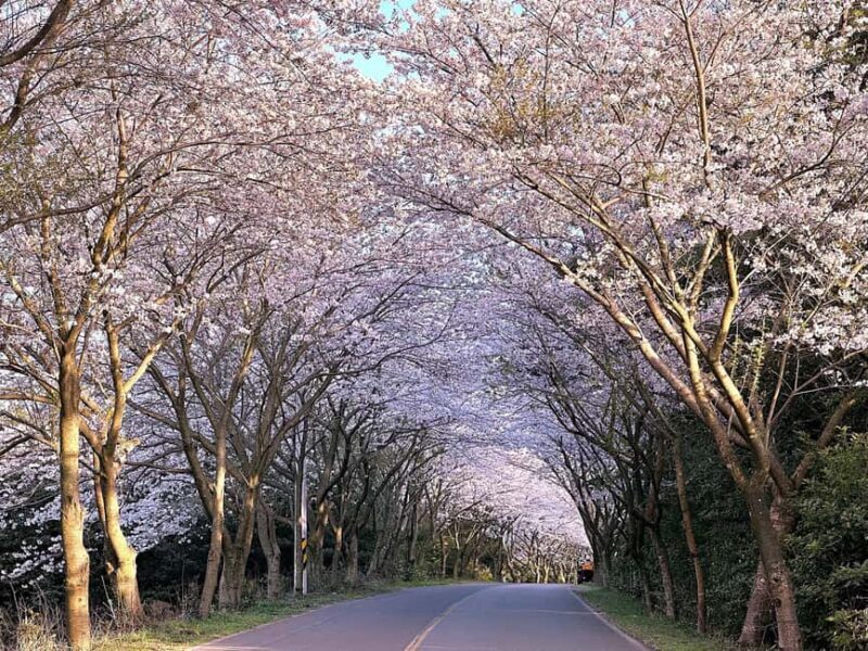 Jeju West Small Group Tour Cherry Blossom Strawberry Picking - Who Will Love This Tour
