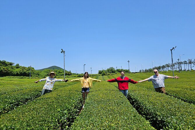 Jeju West Small Group Tour with Lunch and Tangerine Picking - The Sum Up