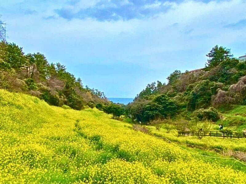 Jeju: West South Spring Canola & UNESCO Tour & Hotel Pick-up - Discover Jeju’s Spring Beauty: West South Canola & UNESCO Tour Review