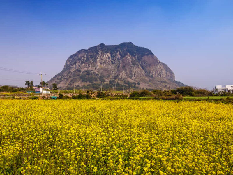 Jeju: West South Spring Canola & UNESCO Tour & Hotel Pick-up - Key Points