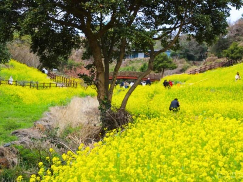 Jeju: West South Spring Canola & UNESCO Tour & Hotel Pick-up - Detailed Breakdown of the Itinerary