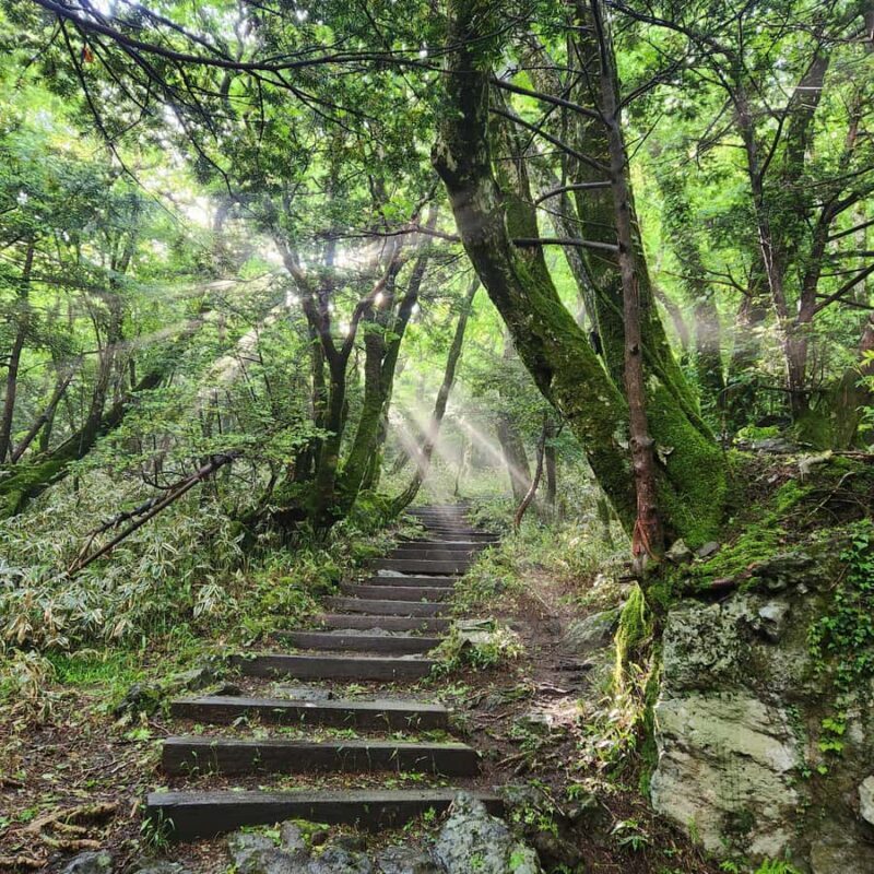 Jeju: West South Spring Canola & UNESCO Tour & Hotel Pick-up - The Sum Up