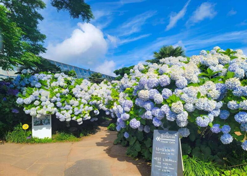 Jeju Western & Sothern : Hydrangea Festival Tour - A Closer Look at the Jeju Western & Southern Hydrangea Festival Tour