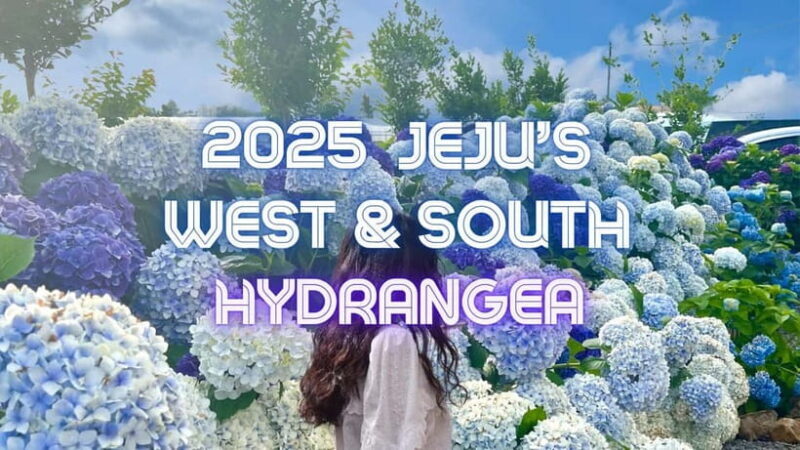 Jeju Western & Sothern : Hydrangea Festival Tour - Final Thoughts