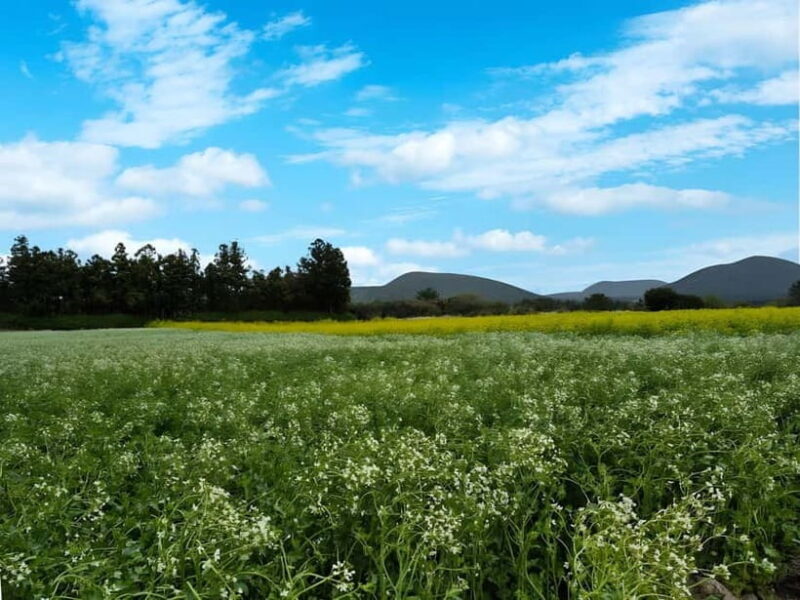 Jeju:K-Drama Spot When Life Gives You Tangerines Hotel pick - Key Points