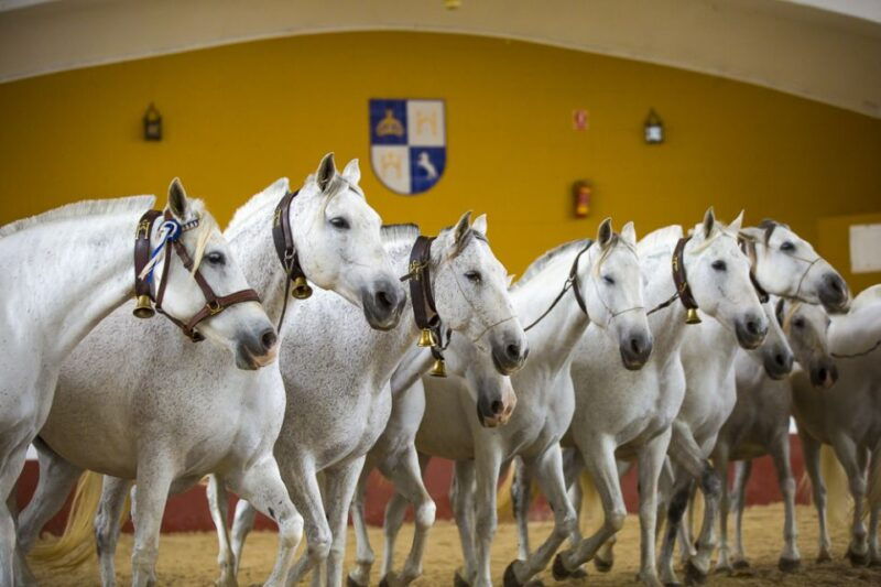 jerez-carthusian-horses-tour-at-the-yeguada-de-la-cartuja