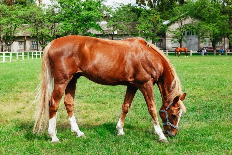 jerez-de-la-frontera-how-the-andalusian-horses-dance