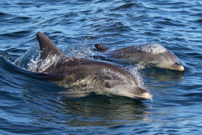 Jervis Bay: 2-Hour Cruise of Jervis Bay Passage - FAQs