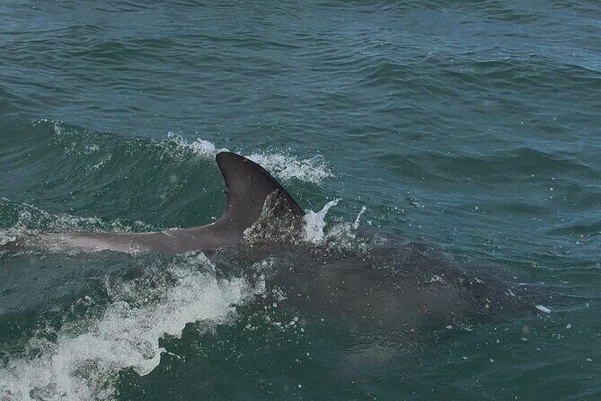 Jervis Bay and Shoalhaven South Coast NSW Private Tours - Final Thoughts: Is It Worth It?