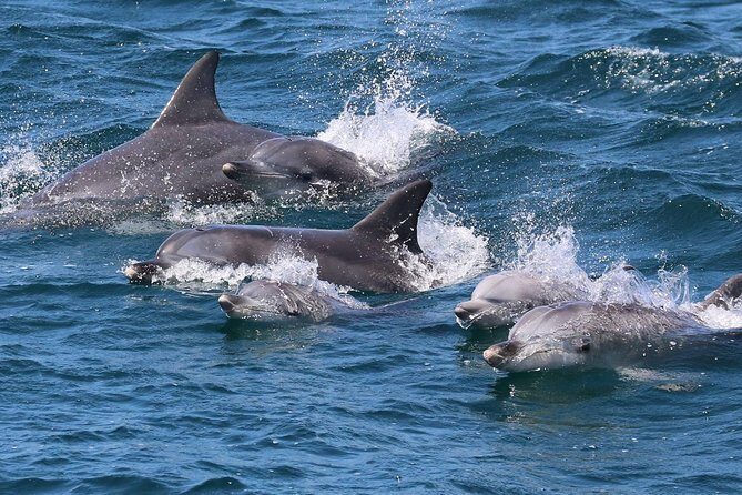 Jervis Bay Dolphin Cruise - What to Expect on the Jervis Bay Dolphin Cruise