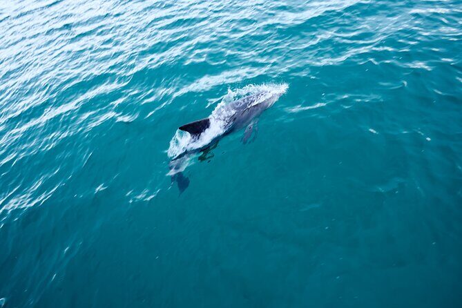Jervis Bay Full Day Tour Dolphin Cruise and Kiama Blowhole - The Sum Up