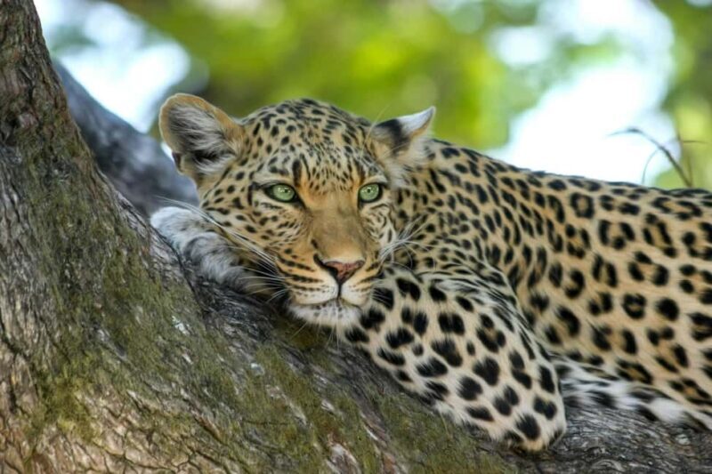 Jhalana Leopard Safari Jaipur  Sunrise & Sunset Jeep Safari - What to Bring & What Not to Bring