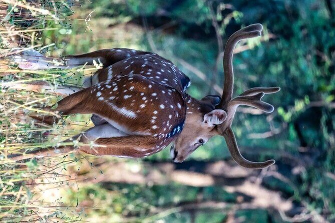 Jhalana Wildlife Private Jeep Safari Tour in Jaipur - An In-Depth Look at the Jhalana Safari Experience