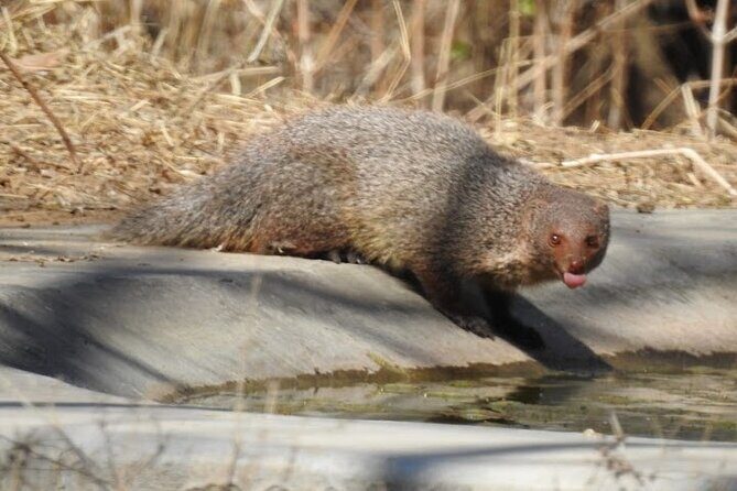 Jhalana Wildlife Private Jeep Safari Tour in Jaipur - Final Thoughts: Who Will Love This Safari?