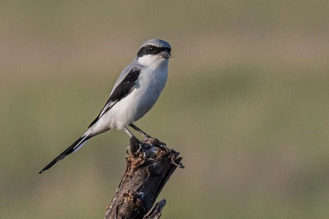 Jhalana Wildlife Private Jeep Safari Tour in Jaipur - FAQ: Your Questions Answered