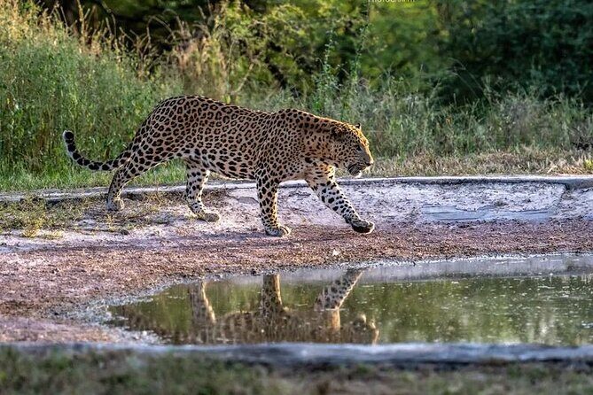 Jhalana Wildlife Private Jeep Safari Tour in Jaipur - Final Wrap-up