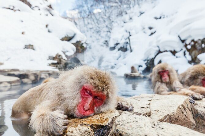 Jigokudani Snow Monkey and Togakushi Shrine Private Tour - Visiting Jigokudani Snow Monkey Park