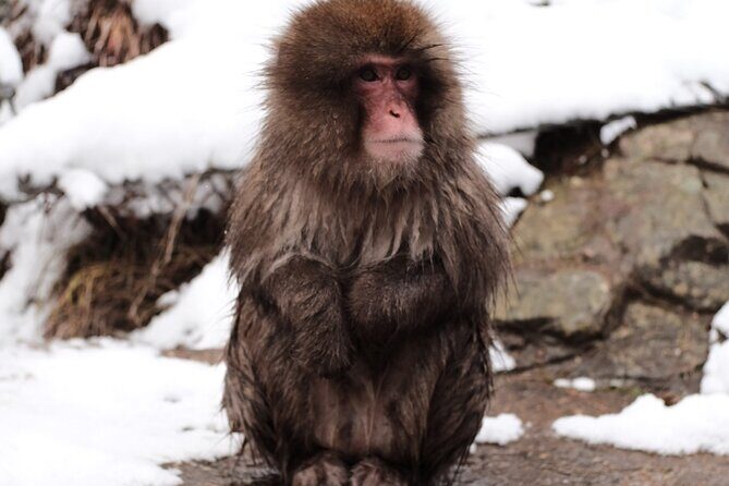 Jigokudani Snow Monkey and Togakushi Shrine Private Tour - FAQ