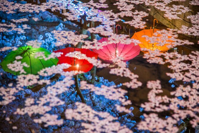 Jinhae Gunhangje Night Tour - A Deep Dive Into the Jinhae Gunhangje Night Tour Experience