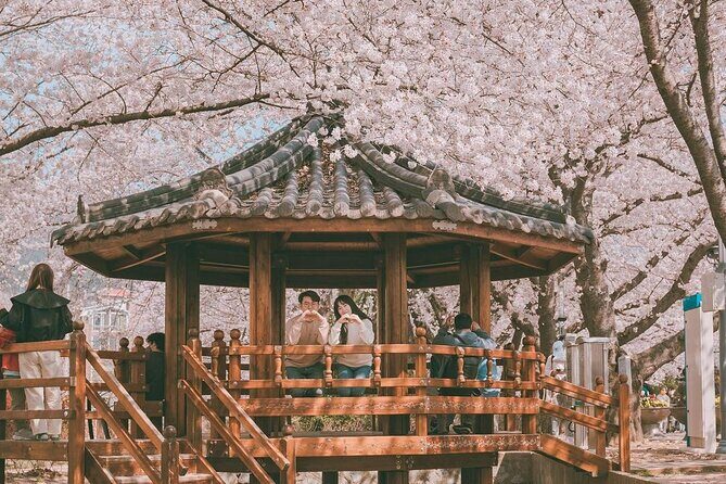 Jinhae Pink Cherry Blossom One Day Tour From Busan - Experience Review: Jinhae Pink Cherry Blossom One Day Tour From Busan