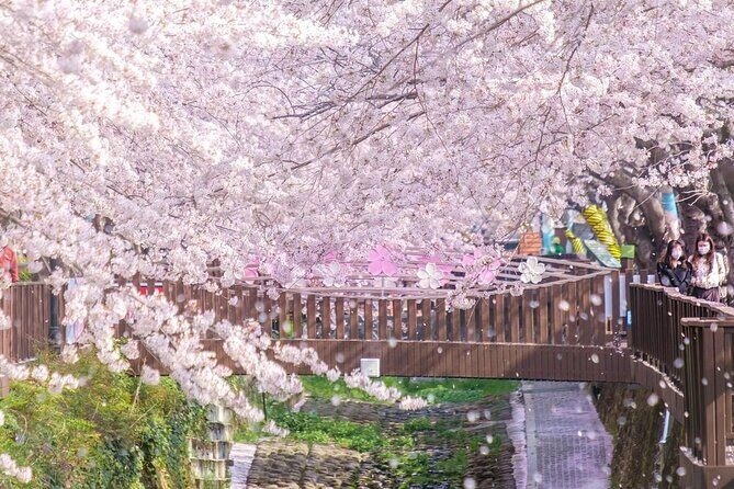 Jinhae Pink Cherry Blossom One Day Tour From Busan - Key Points
