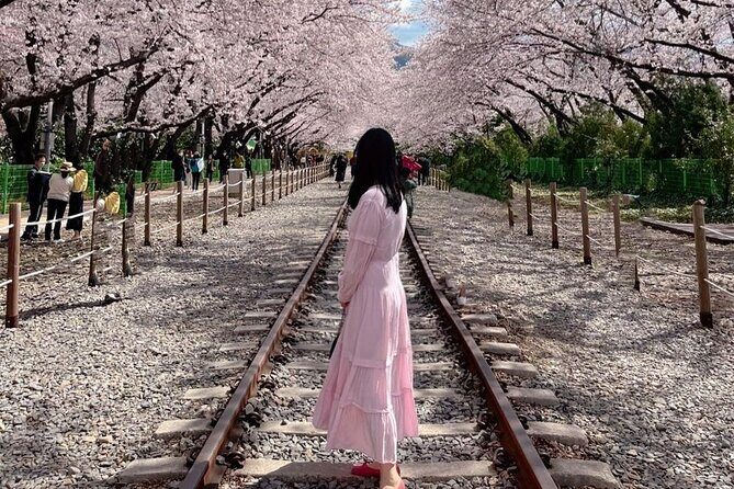 Jinhae Pink Cherry Blossom One Day Tour From Busan - Who Is This Tour Best For?