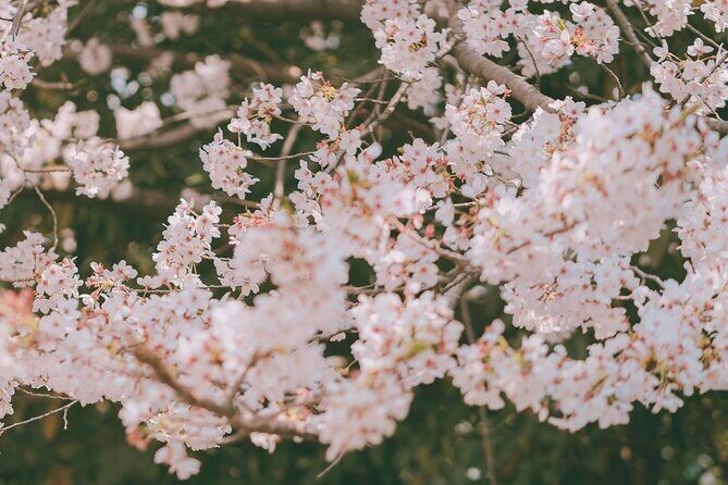 Jinhae Pink Cherry Blossom One Day Tour From Busan - The Sum Up