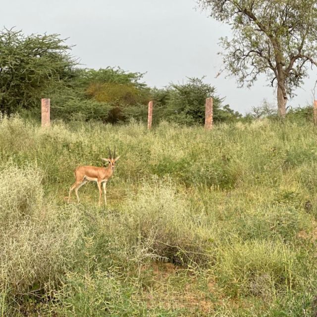 Jodhpur Camel Safari With Traditional Food With Sumer - Frequently Asked Questions
