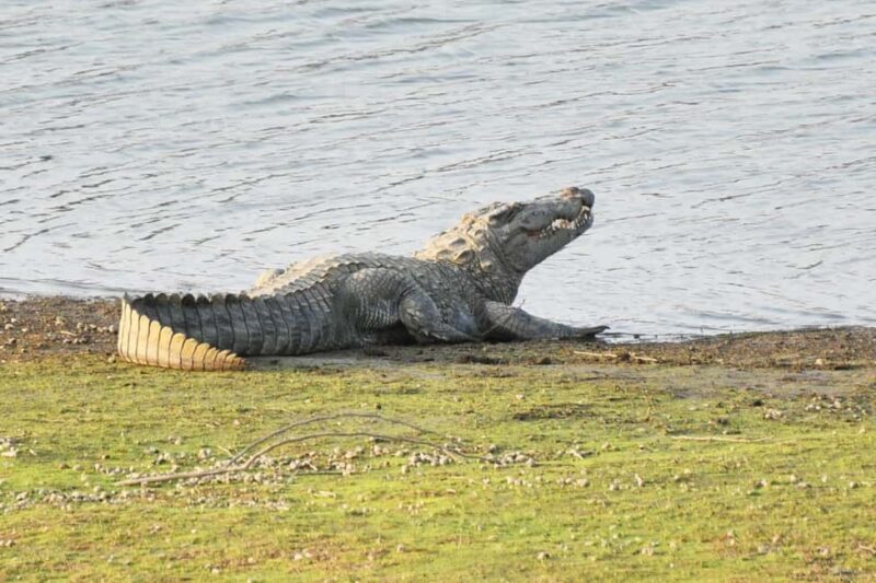 Jodhpur: Day Trip to Jawai Leopard Safari and Ranakpur - FAQ