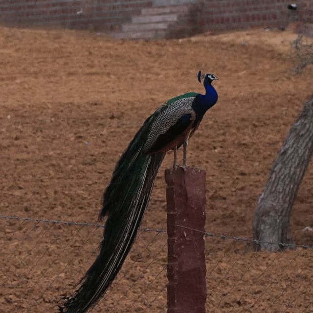 Jodhpur Desert Camel Safari With Cooking Class With Sumer - Why This Tour Is Worth It
