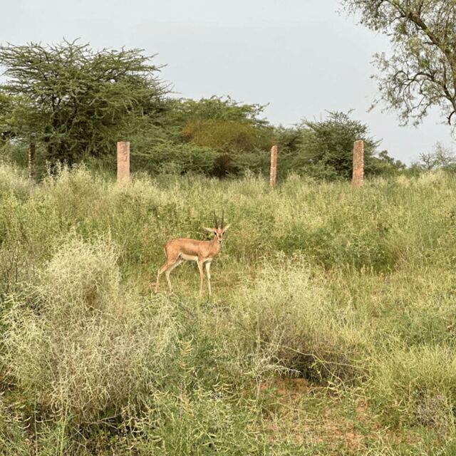 Jodhpur Desert Camel Safari With Cooking Class With Sumer - Who Should Consider This Tour?
