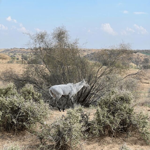 Jodhpur Desert Camel Safari With Cooking Class With Sumer - Final Thoughts