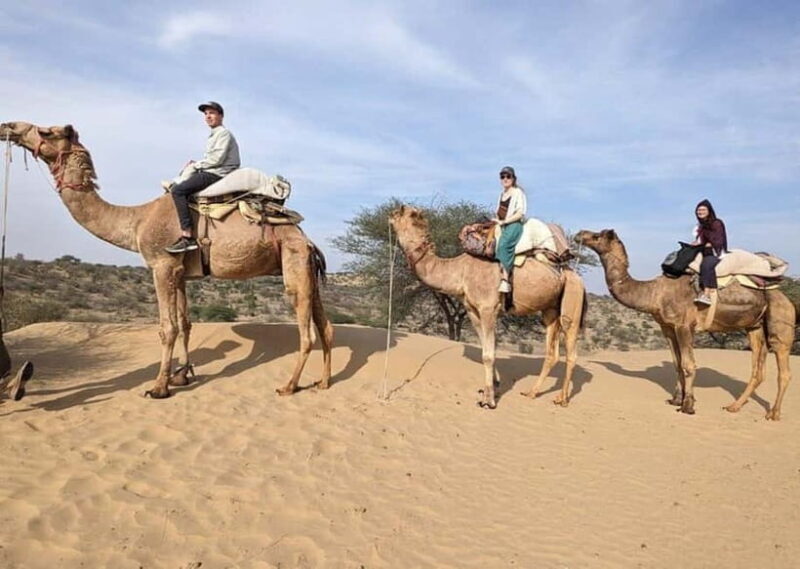 Jodhpur : Jeep Safari, Camel Ride,Buffet Dinner & Folk Dance - FAQs