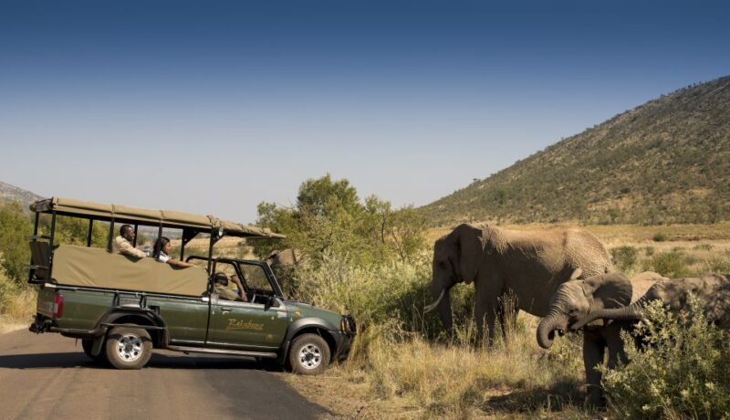 Johannesburg: 2-Day 4-Star Pilanesberg Safari - The Experience: Authentic Encounters and Practical Tips