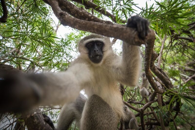Johannesburg: 3-Day Classic Kruger National Park Safari Tour - Key Points