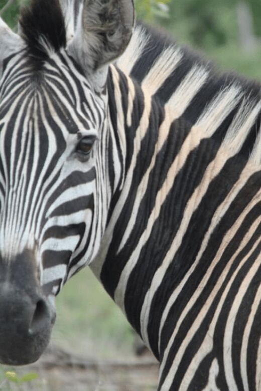Johannesburg: 3-Day Kruger National Park and Panorama Route - Key Points