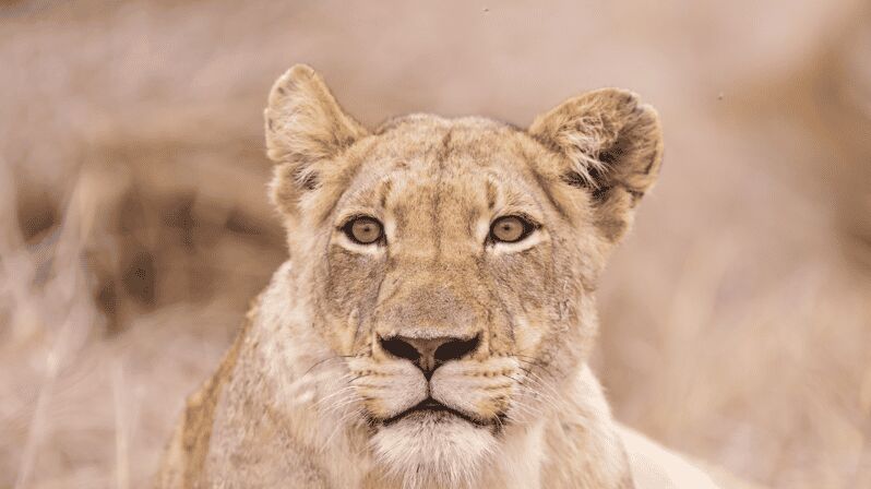 Johannesburg: 3-Day Kruger National Park and Panorama Route - An In-Depth Look at the 3-Day Tour from Johannesburg