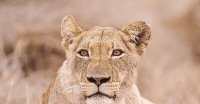 Johannesburg: 3-Day Kruger National Park and Panorama Route - Authentic Experiences and Real Traveler Feedback