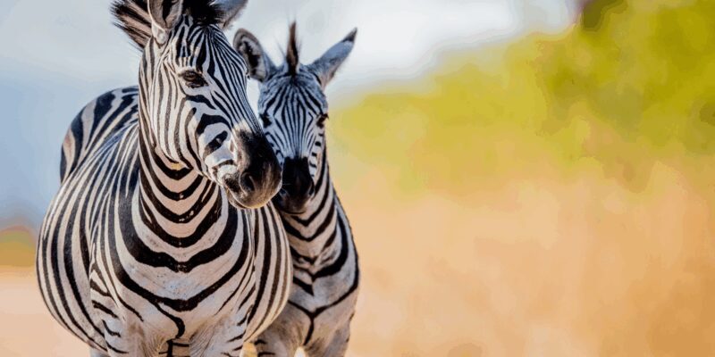 Johannesburg: 3-Day Kruger National Park and Panorama Route - Final Thoughts: Who is This Tour For?