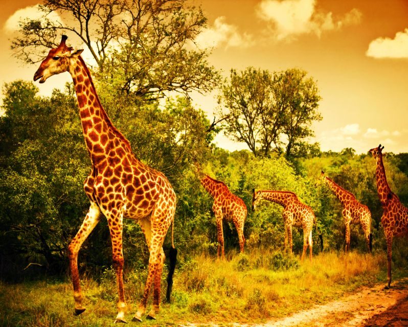 Johannesburg: 3-Day Panorama Tour with Kruger Park Safari - Key Points