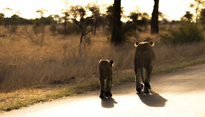 Johannesburg: 6-Day Luxury Kruger National Park Safari - Considerations and Possible Drawbacks