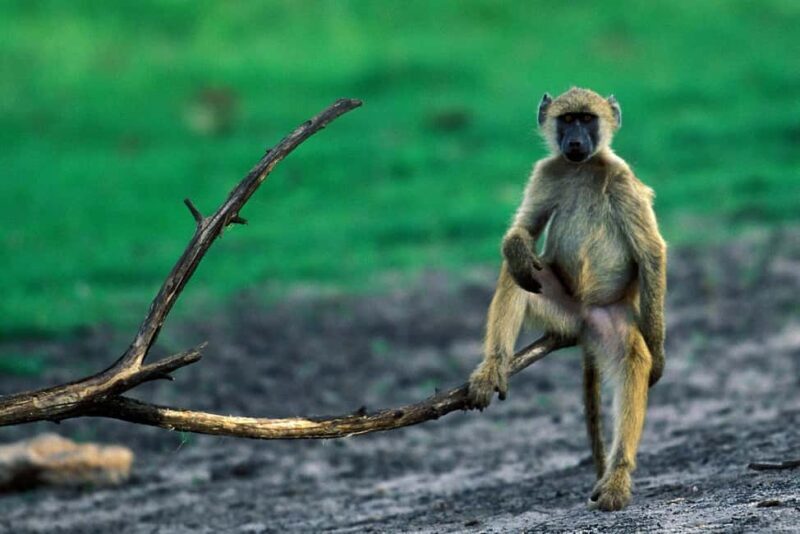 Johannesburg: 9-Day Big 5 Safari & Wetlands Tour - Starting with a Scenic Drive and the Panorama Route