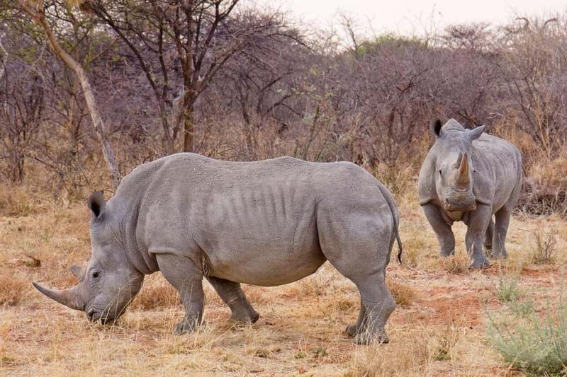 Johannesburg: 9-Day Big 5 Safari & Wetlands Tour - Crossing Borders into Mozambique and Exploring Maputo