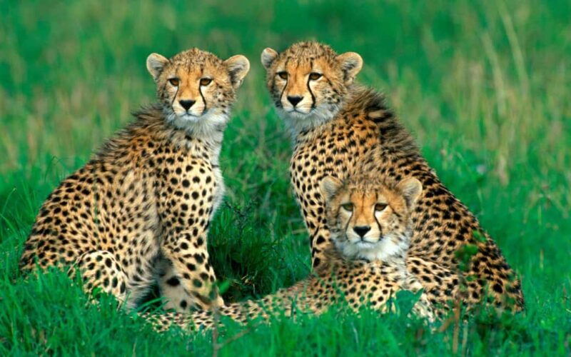 Johannesburg: 9-Day Big 5 Safari & Wetlands Tour - Exploring St. Lucia and the Wetlands