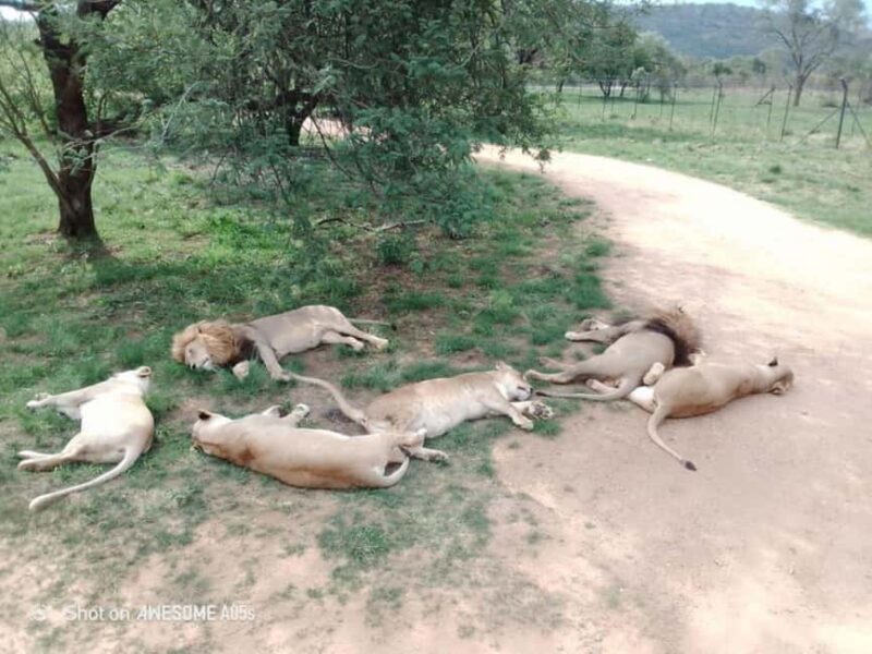Johannesburg: Cradle of Humankind, Lion Park & Lesedi Tour - Why This Tour Offers Great Value