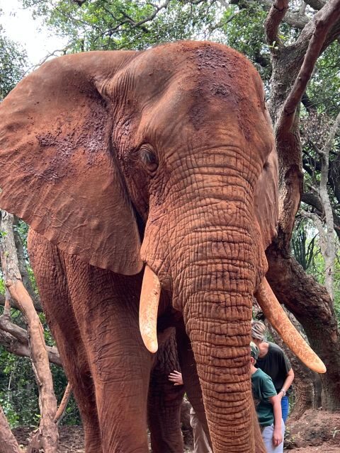 Johannesburg: Elephant and Monkey Sanctuary Half Day Tour - A Detailed Look at the Tour Experience