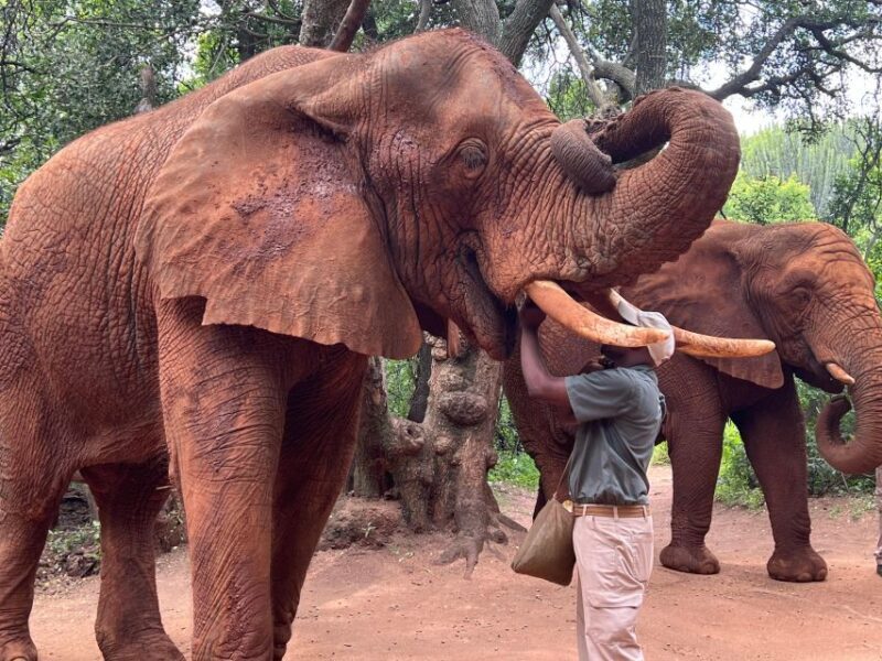 Johannesburg: Elephant and Monkey Sanctuary Half Day Tour - The Sum Up: Is It Worth It?