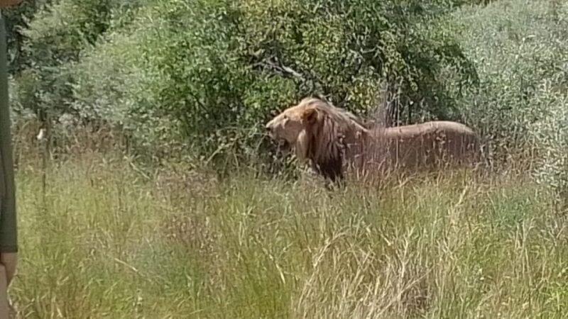Johannesburg: Guided Walk with Lions in the African Bush - Key Points