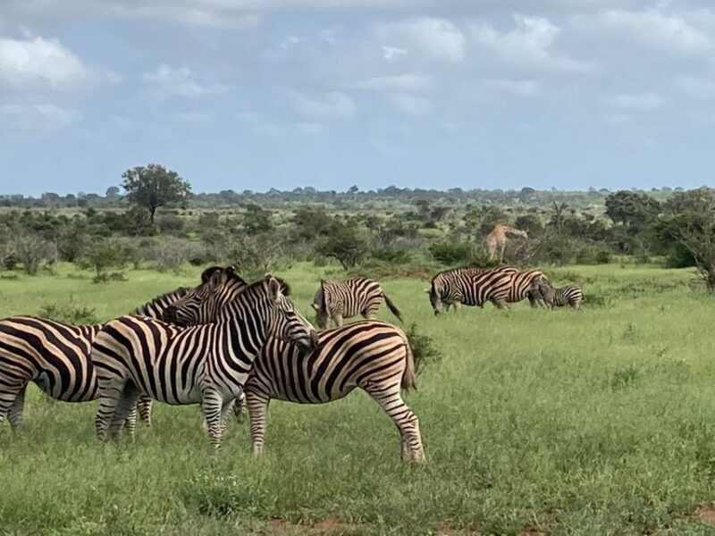 Johannesburg: Guided Walk with Lions in the African Bush - A Closer Look at the Tour Experience