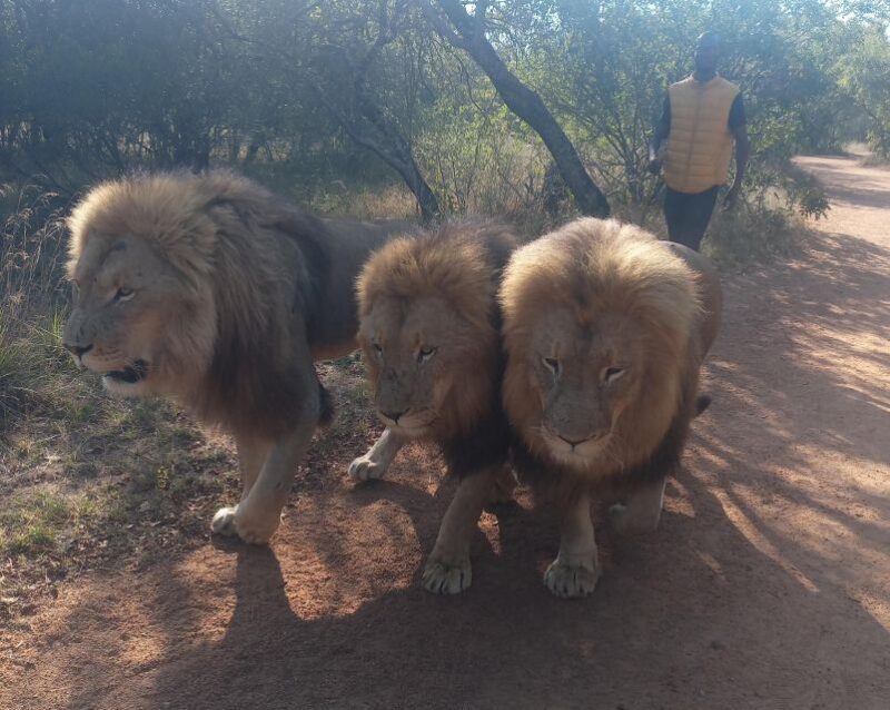 Johannesburg: Guided Walk with Lions in the African Bush - Areas for Improvement